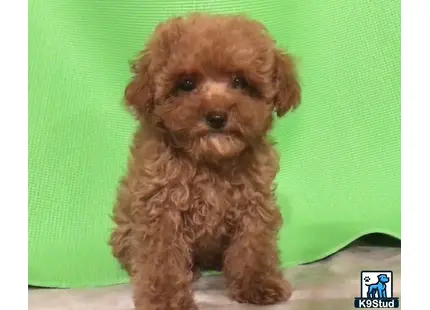 a small brown maltipoo puppy